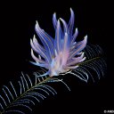 ���� Gellana, ����������� - ��������� 9 ������ 2022