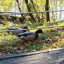 ���� ������, ������, 85 ��� - ��������� 17 ������� 2022 � ������ ������ ��������