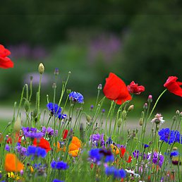 �����, ����, 58 ���