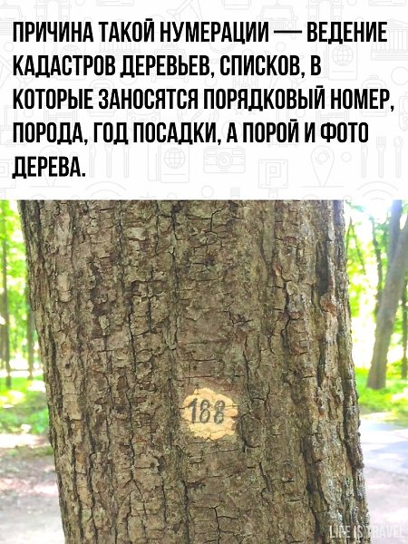 Менталитет у немцев такой - всё нужно упорядочить, даже деревья! - 2