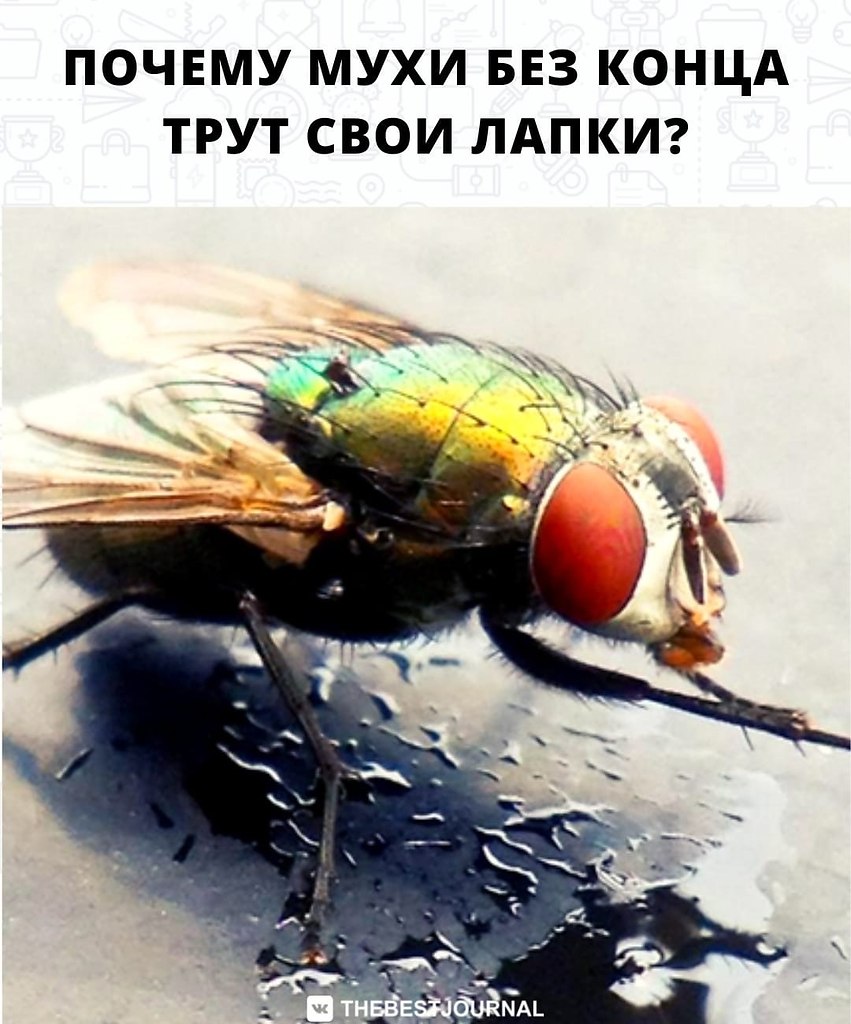 Зачем мухи садятся на людей