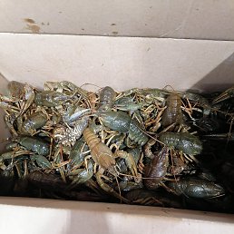 ���� �����, ������, 37 ��� - ��������� 11 ������ 2023