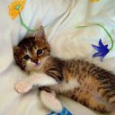 ���� Mila, �����������, 50 ��� - ��������� 29 ������ 2022