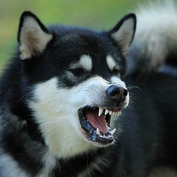 ����������, ������, 51 ���