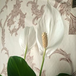 ���� ��������, �����, 55 ��� - ��������� 12 ������ 2023