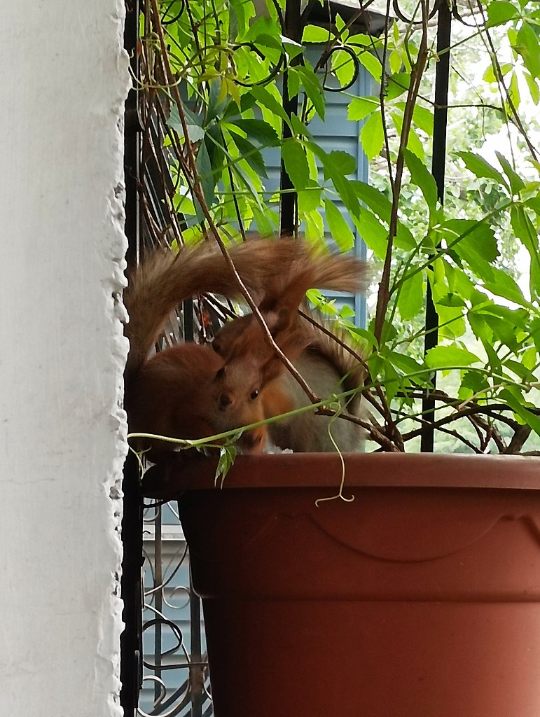 ����������))