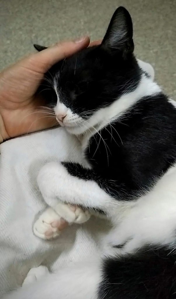 #@40cats.         !  ,  ... - 3