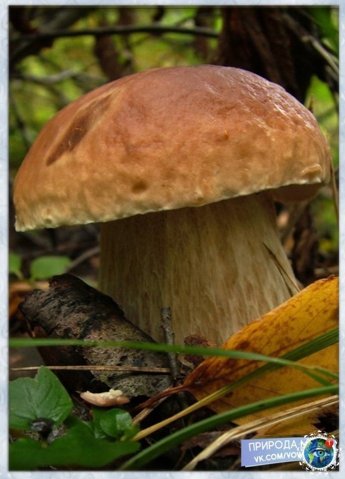 a  ppoa a  pepaca.a o co poope  cooc. pae ... - 6