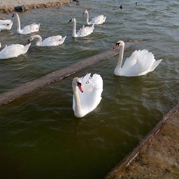 ���� ����, �����-���������, 52 ���� - ��������� 13 ������� 2022