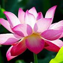  Ann Ann,  -  19  2022    