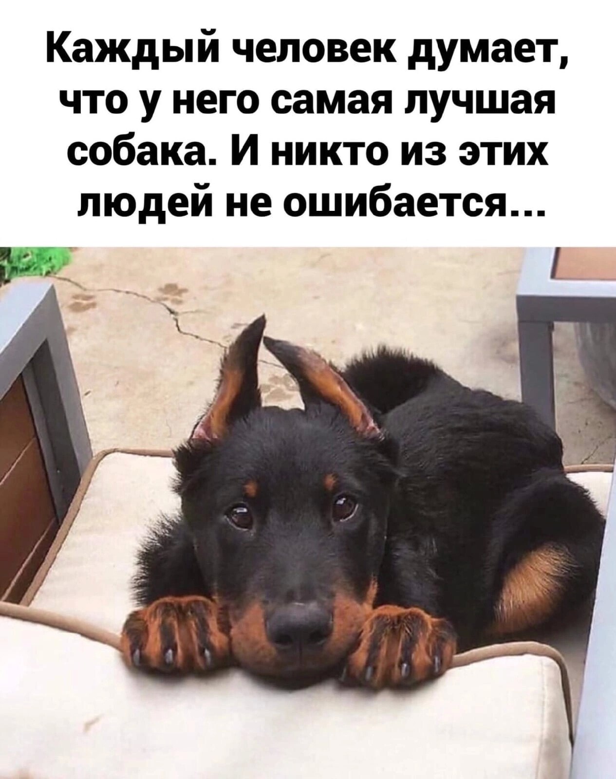 Нос кожаный, четыре лапы, Хвост-вертолёт: «Идём гулять!» Всегда он искренен и храбр, и не умеет ...