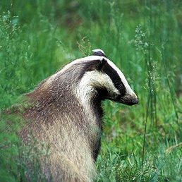 ������, ������, 51 ���