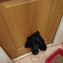 �����������, ������������, 87 ���