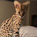 ���� �������(����), ������ - ��������� 20 ������ 2022 � ������ ���� ����������