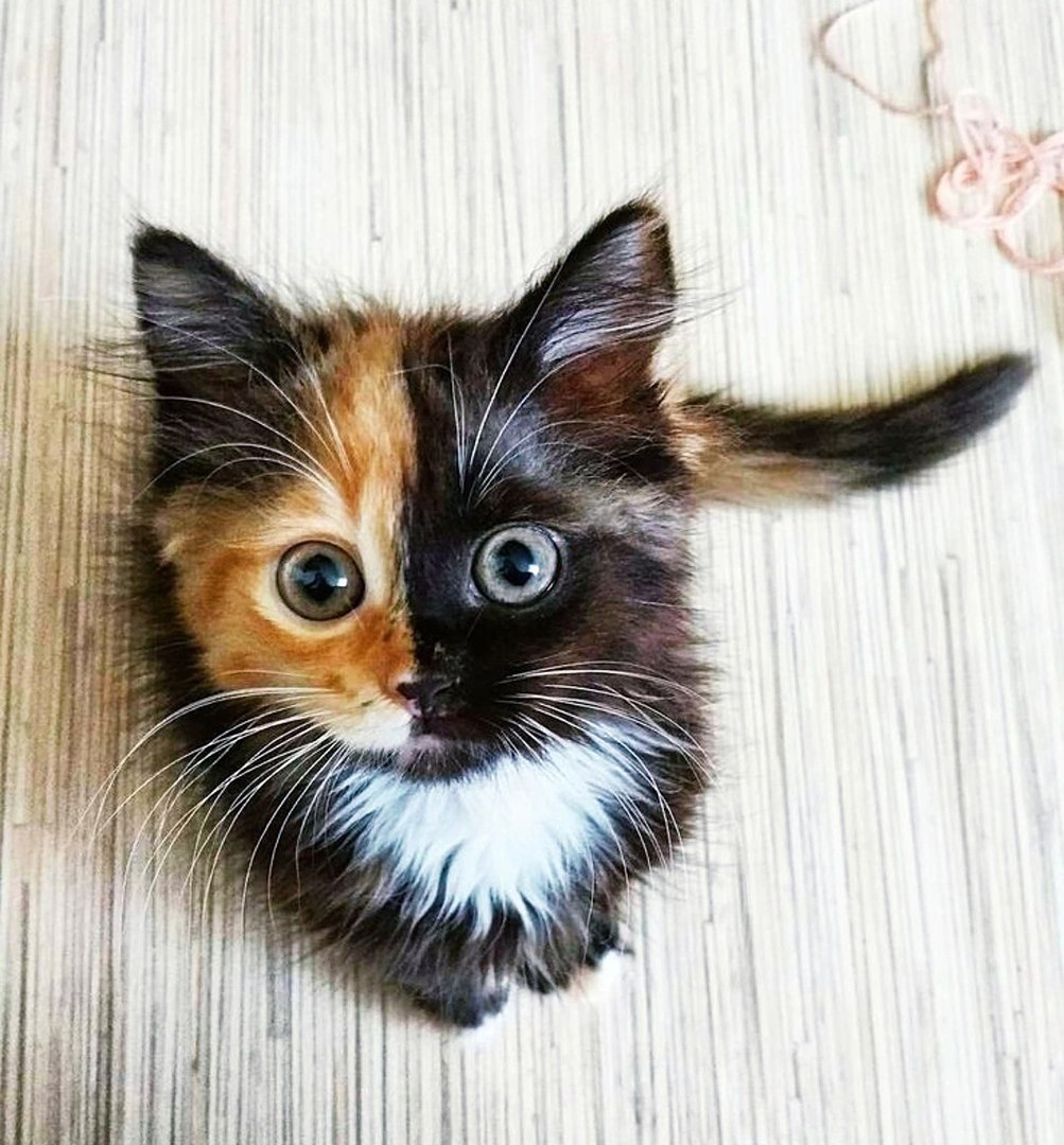 Природа сотворила это чудо)