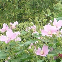 ������, �����-���������, 37 ���