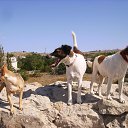 ���� �������, �������, 62 ���� - ��������� 26 ������� 2022 � ������ ���� ����������