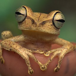 �����, �����������, 52 ����