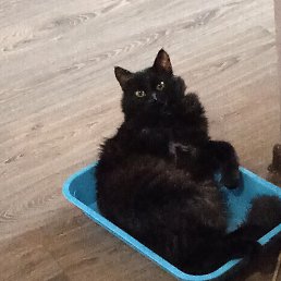 ����, ������, 56 ���