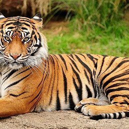 Vladimir, ����, 63 ����