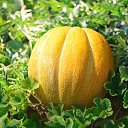 ���� Marlen, ����������� - ��������� 7 ������� 2022 � ������ ������ ��������