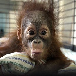 ���� ������, ������, 43 ���� - ��������� 7 �������� 2022