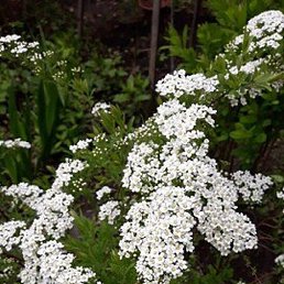 �����, ������ ��������, 69 ���