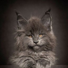 ��, ���������