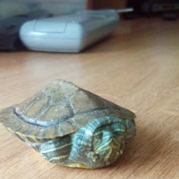 ���������, ��������, 23 ����