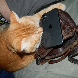 ����������, ���������, 64 ����