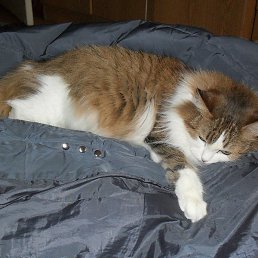 �����, �����������, 49 ���