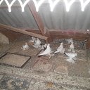 ���� ����, ���������, 68 ��� - ��������� 17 ������� 2022 � ������ ���� ����������