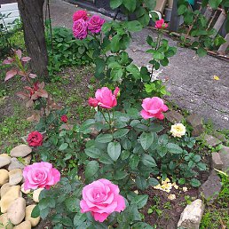 �������, ������-��-����, 63 ����