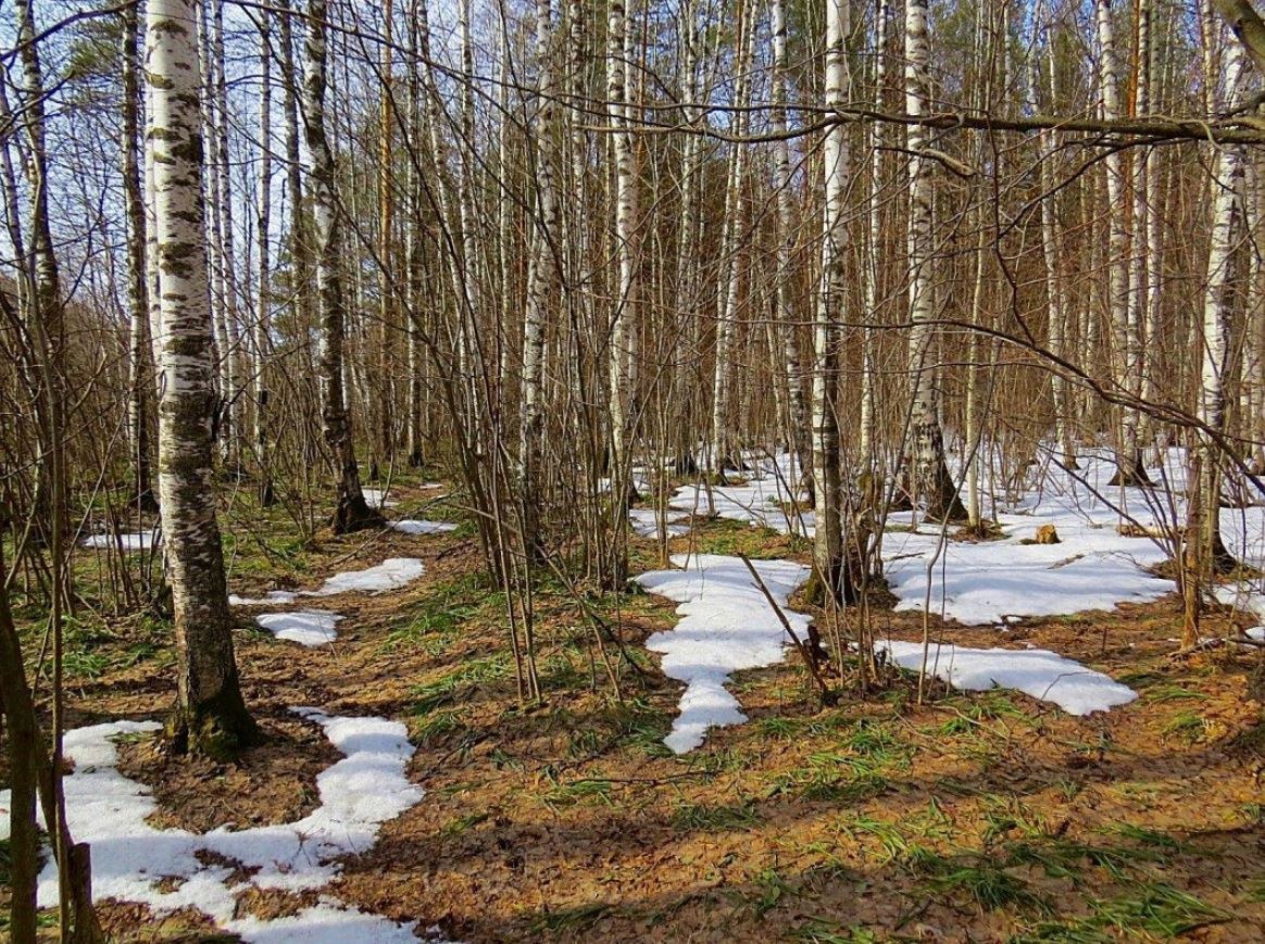 На лесных полянках появляются проталины. Весенняя Проталинка Левитана. Весенний лес.