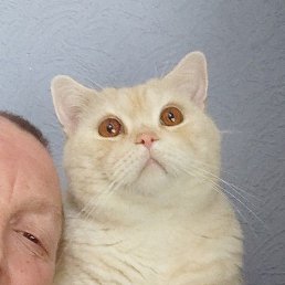 ����, �����-���������, 54 ����