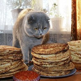 �����, �����-���������, 44 ����