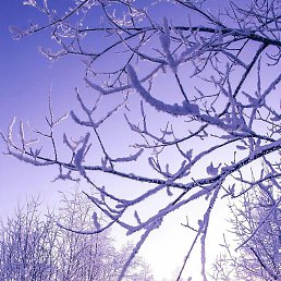 Davlat, �������, 37 ���