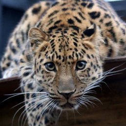 ����� (������), ������, 54 ����