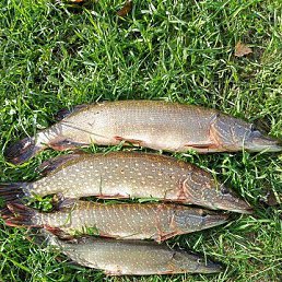 ���� ������, �������, 46 ��� - ��������� 3 ������ 2023