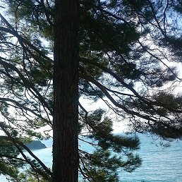 �����, �����