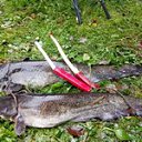 ���� ���������, ������, 68 ��� - ��������� 20 ��� 2022