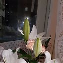 ���� ��������, �����, 62 ���� - ��������� 8 ������ 2022 � ������ �Avataria�