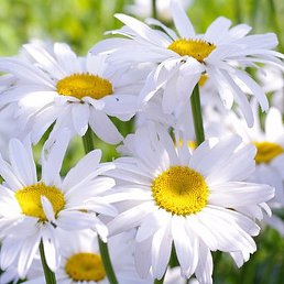 �, ������, 52 ����