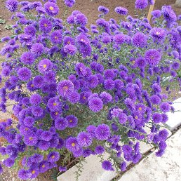 ���� ������� ����, ������, 70 ��� - ��������� 15 ������ 2022