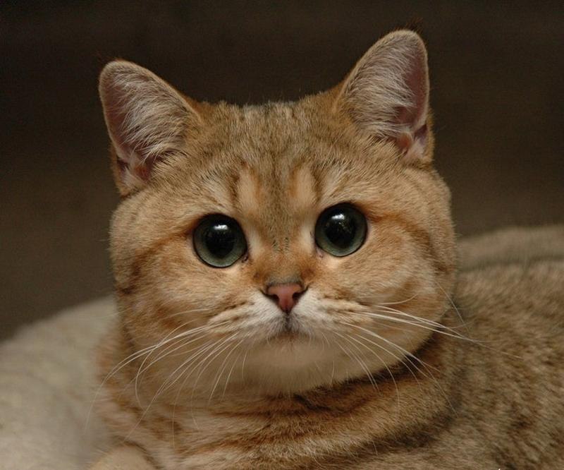  -     ,   ...)))