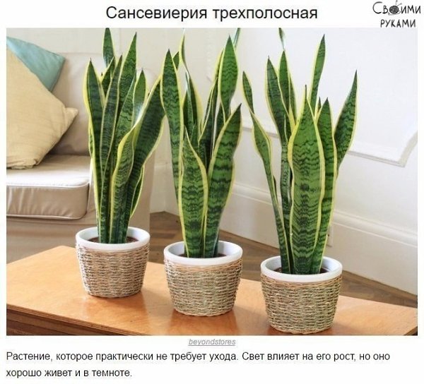 10 домашних растений, которые могут выжить даже в самом тёмном углу