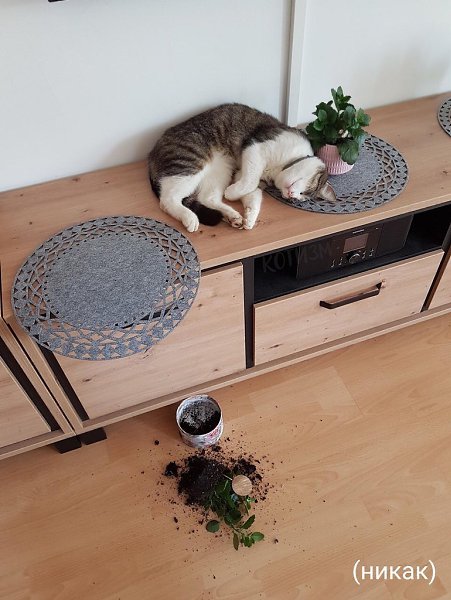 ��� ������������ ����: