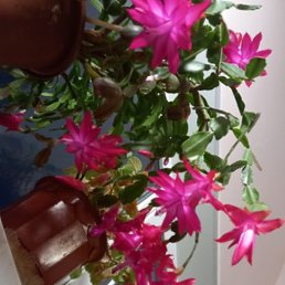 �����, ������, 43 ����