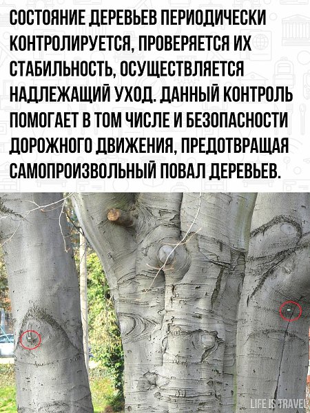 Менталитет у немцев такой - всё нужно упорядочить, даже деревья! - 3