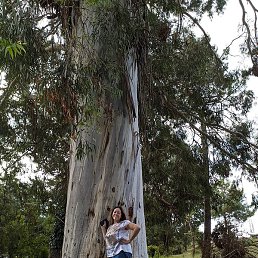 �������, ����������